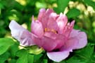 Liebe und Sorge; loving and care
